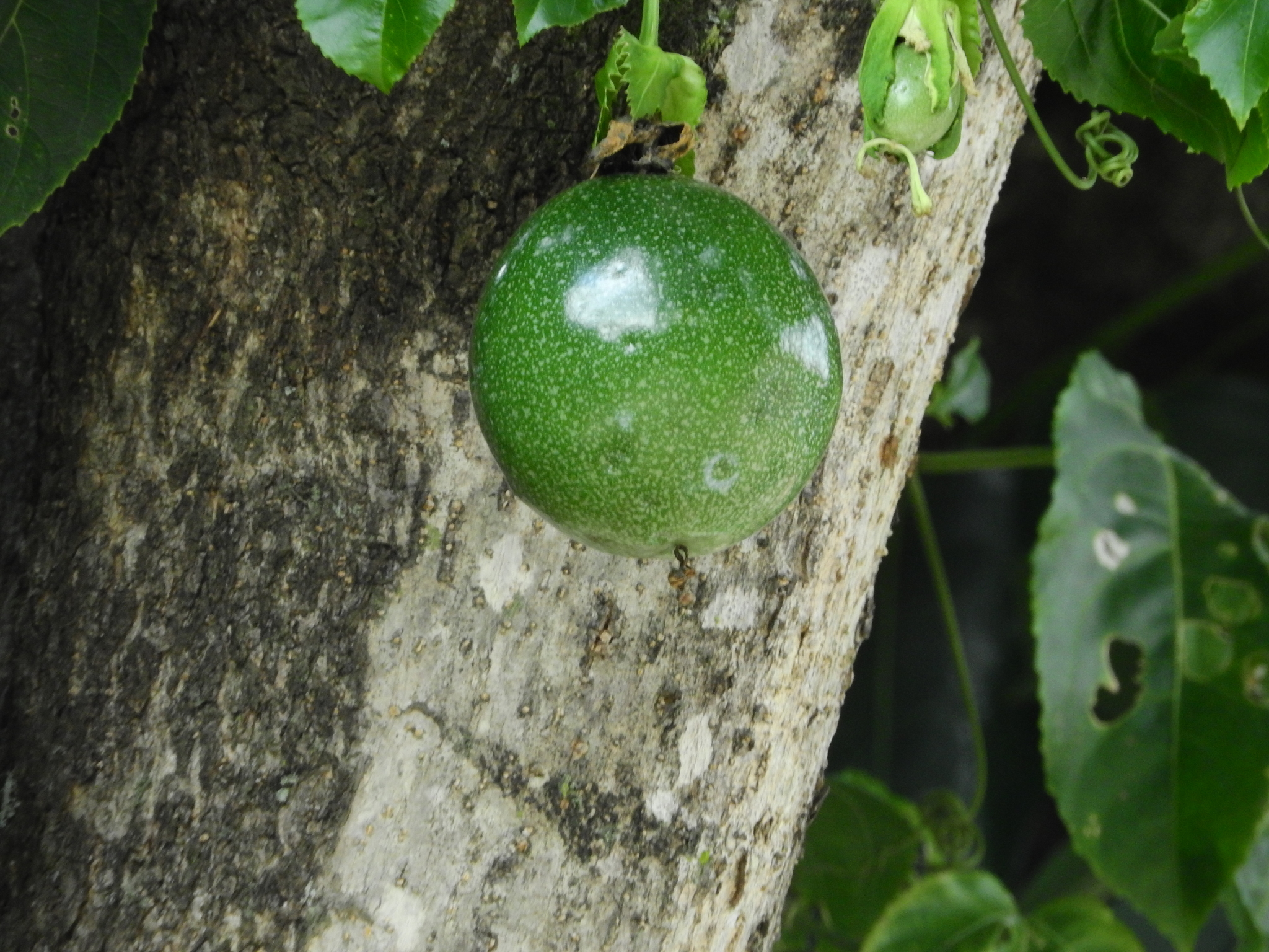 Photo of Yellow passionfruit (3/6)