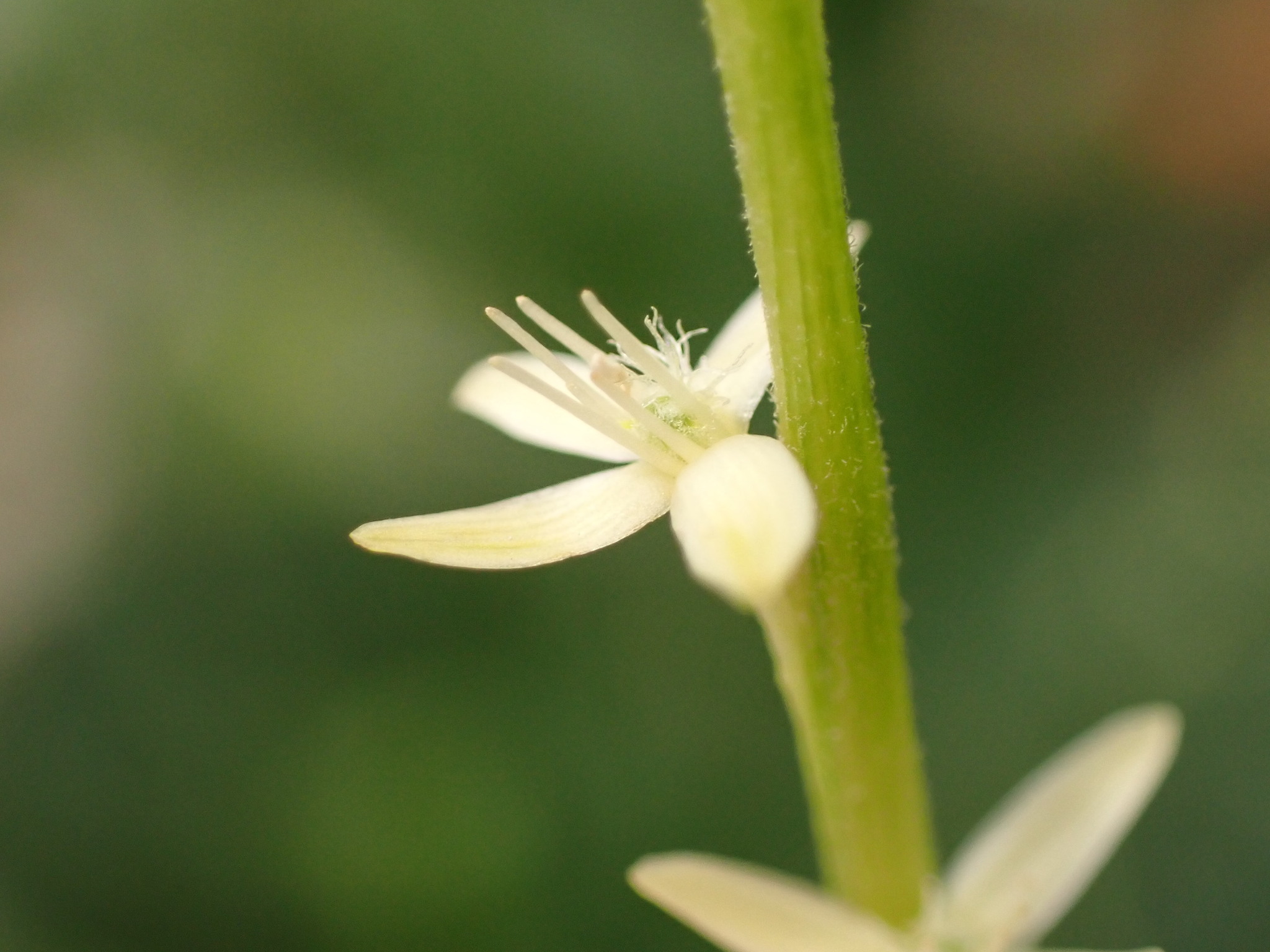 Photo of Guinea Hen Weed (4/7)