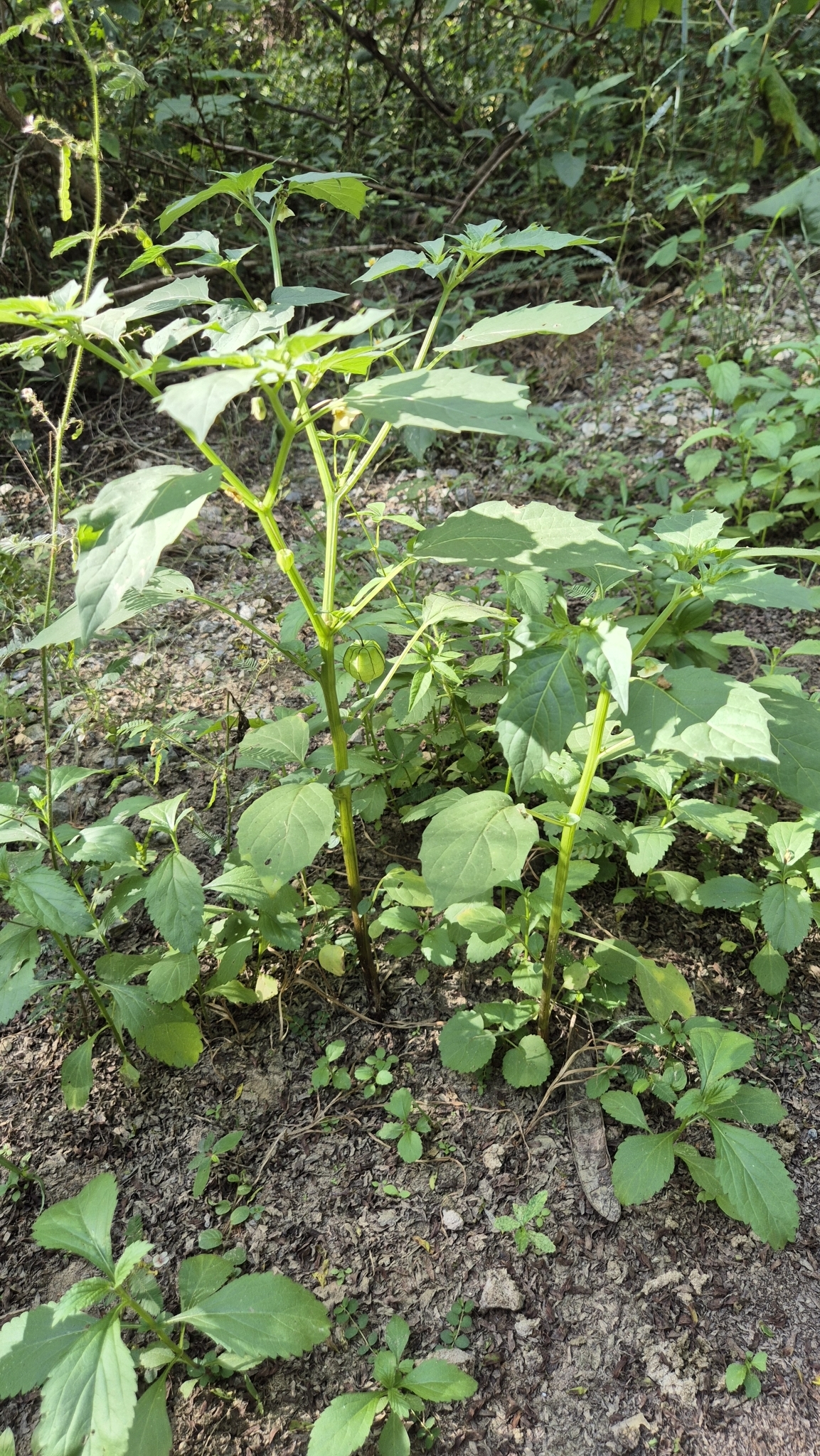 Photo of cutleaf groundcherry (2/7)