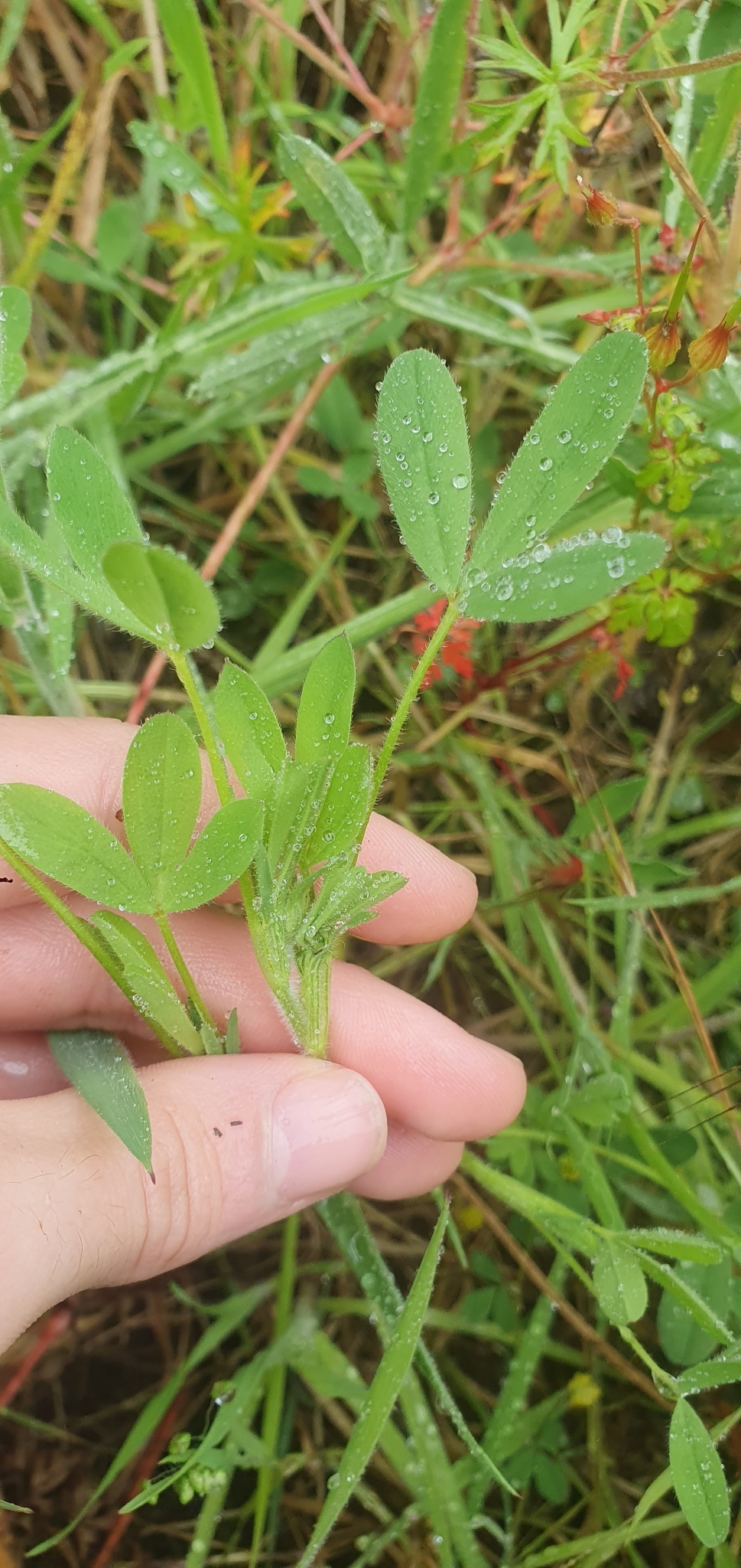 Photo of hop trefoil (10/12)