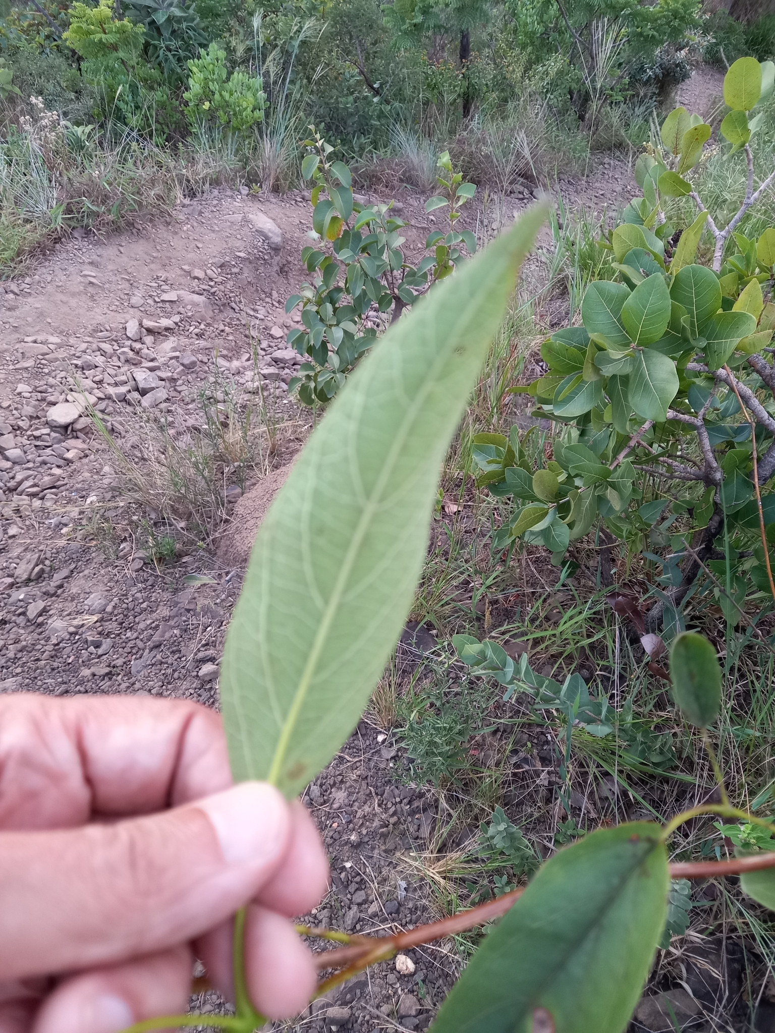 Photo of Cuspidaria (3/5)