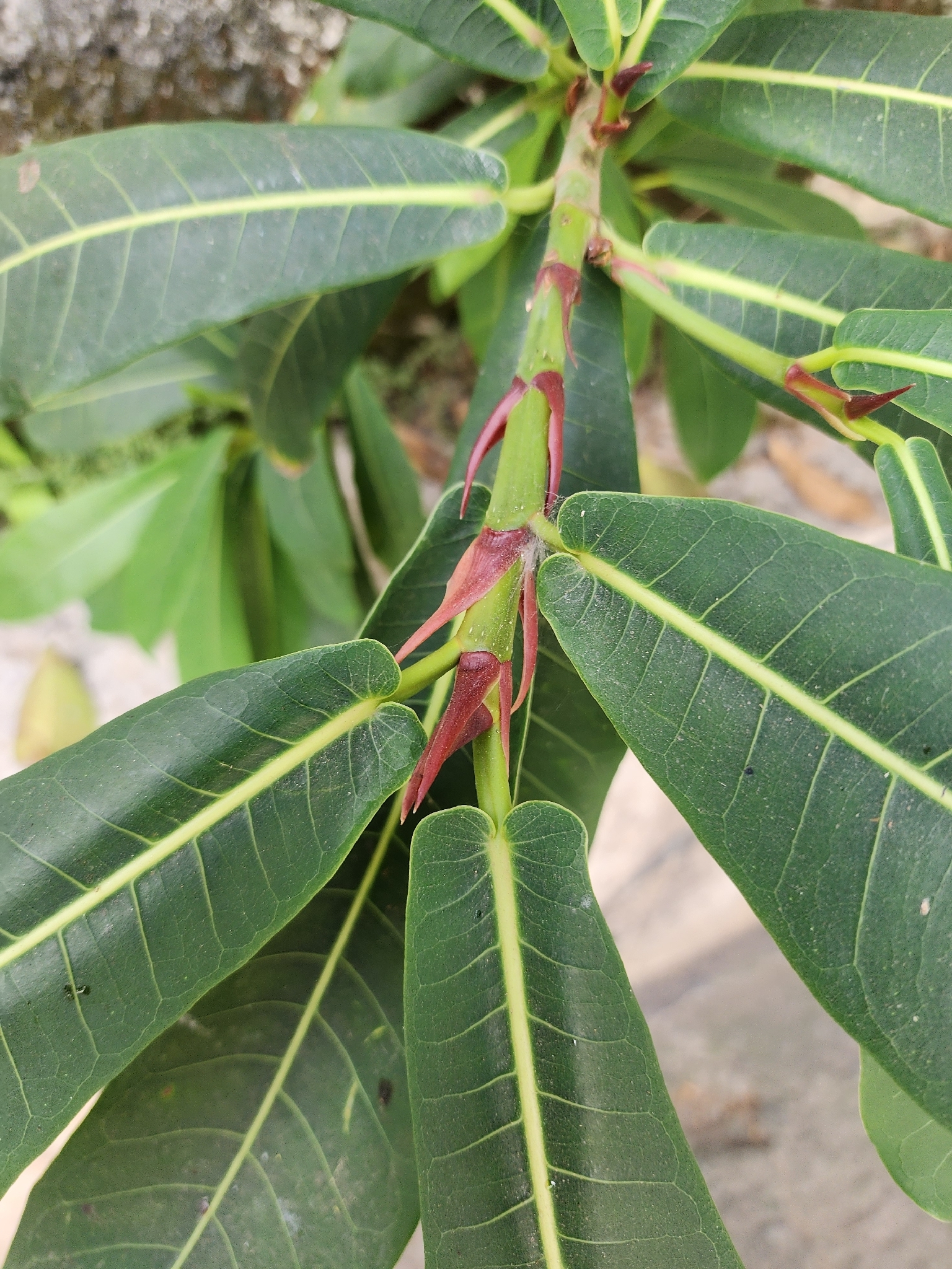 Photo of Ficus obtusifolia (8/11)