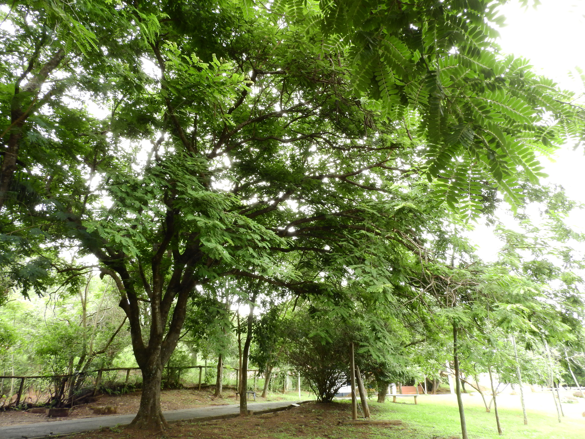 Photo of Pink Shower Tree (7/7)