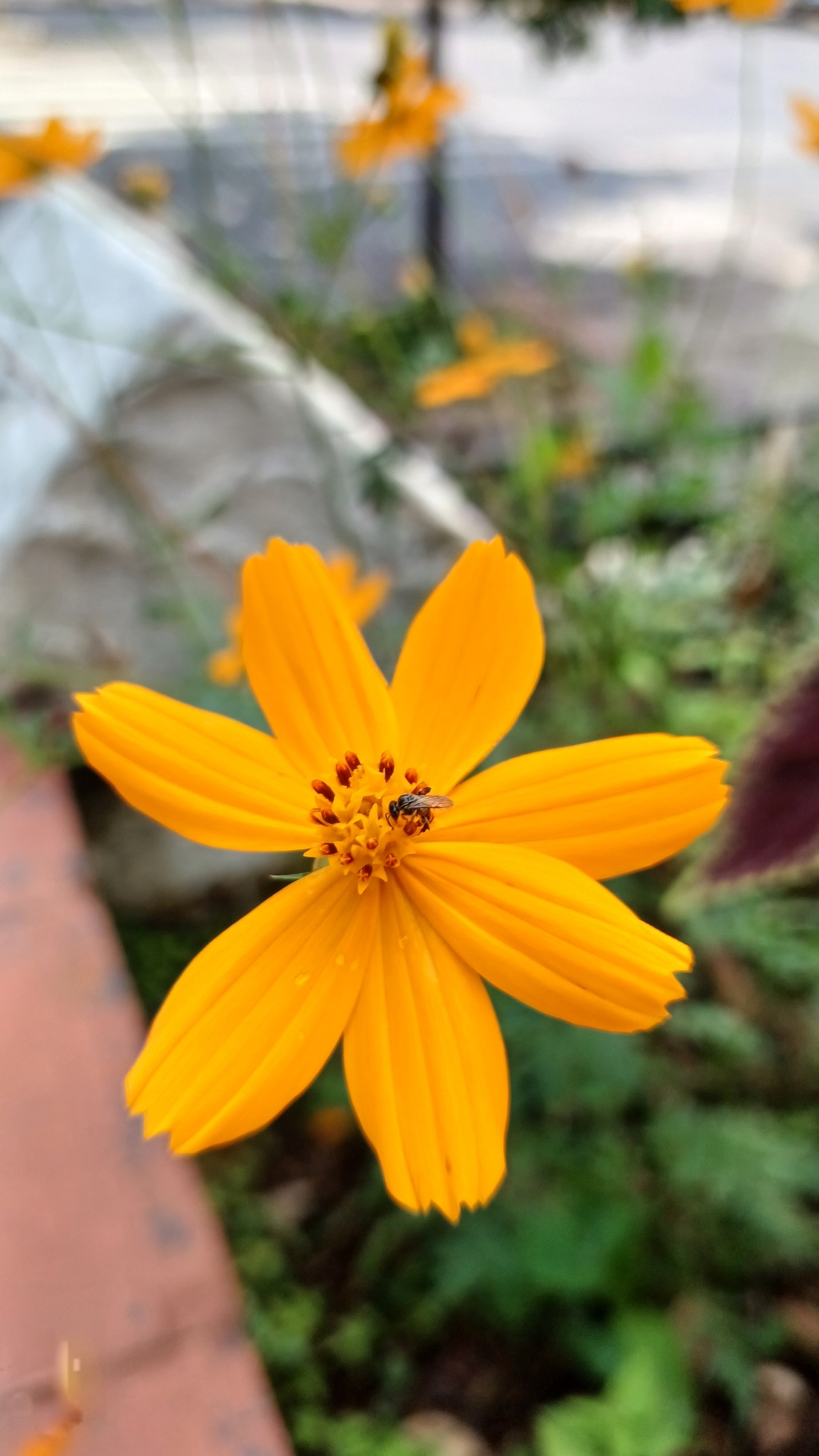 Photo of Yellow Cosmos (2/12)