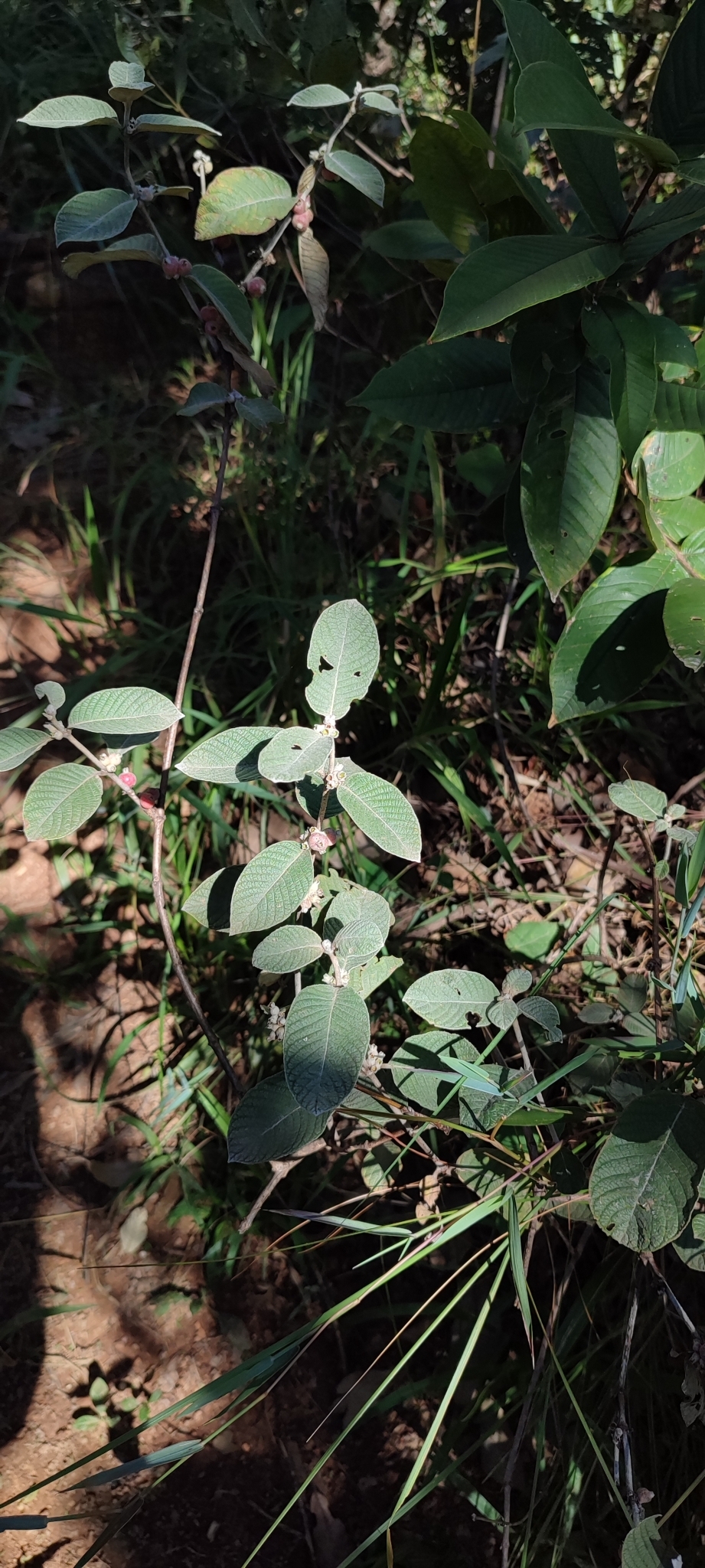Photo of Sabicea brasiliensis (6/12)