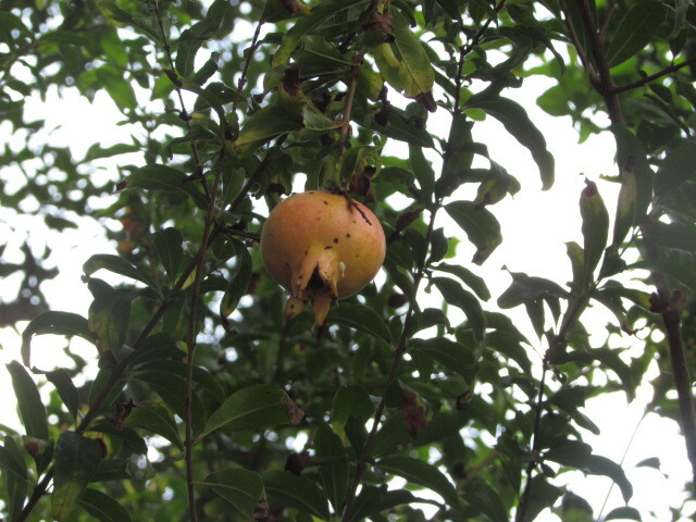 Photo of pomegranate (2/6)