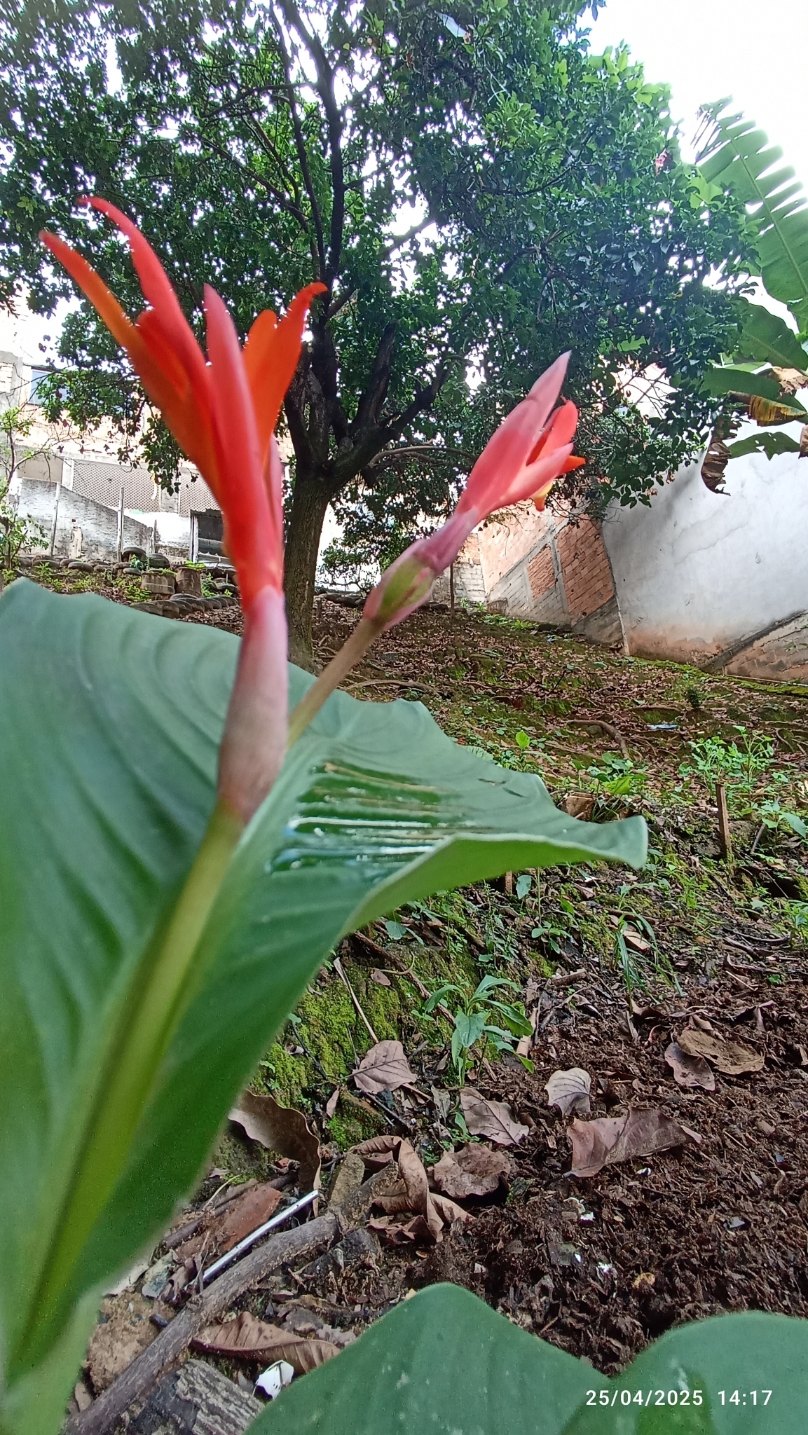 Photo of Indian shot (4/7)