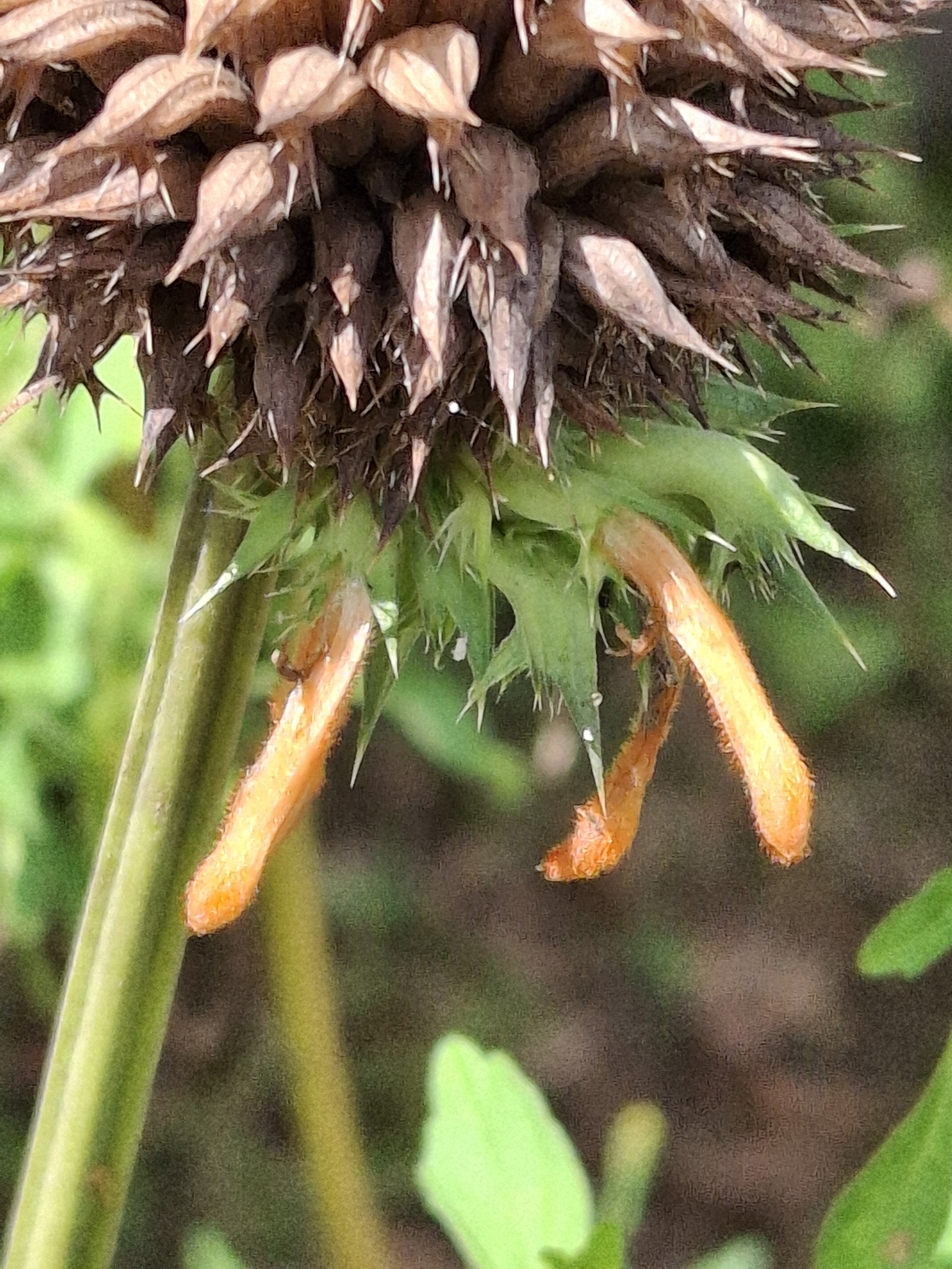 Photo of lion's ear (3/7)