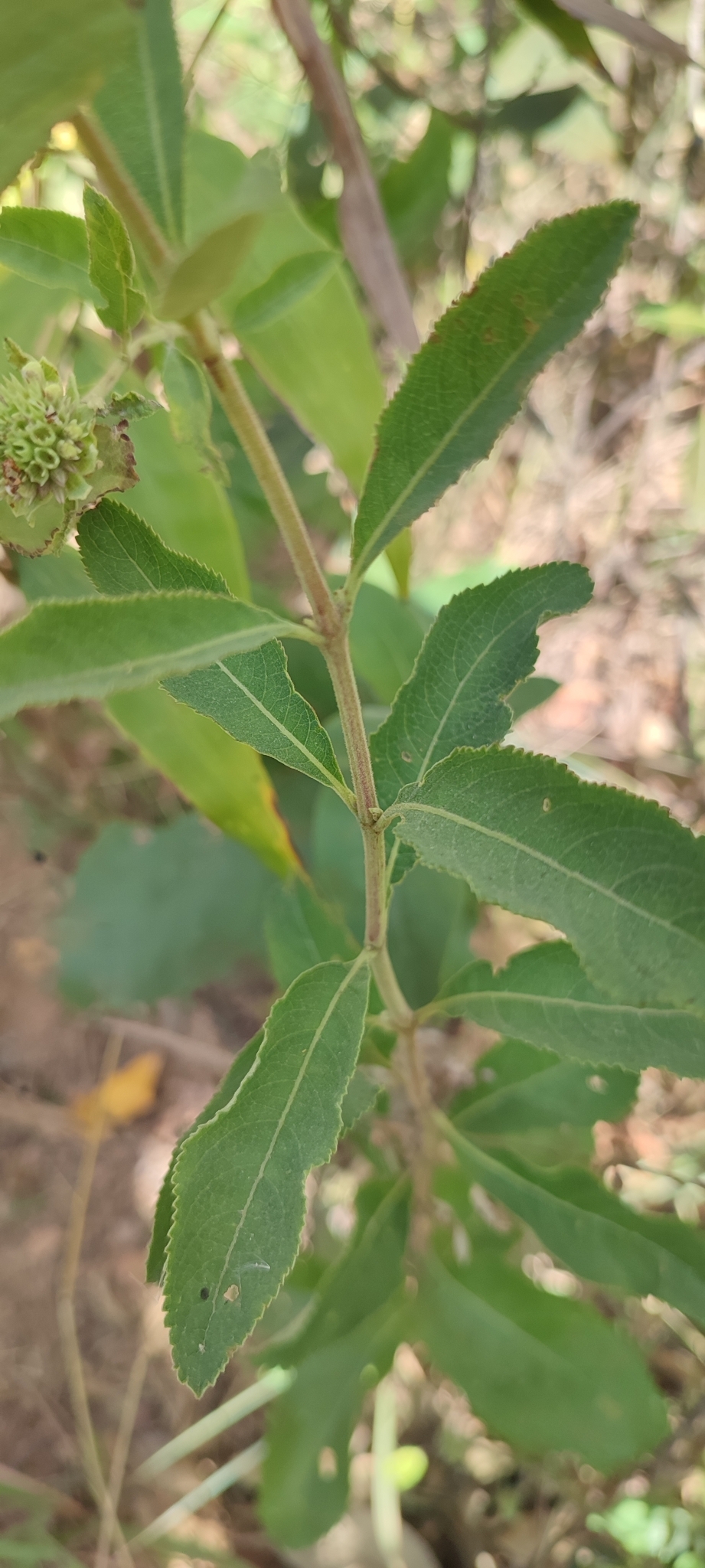 Photo of Hyptis marrubioides (4/12)