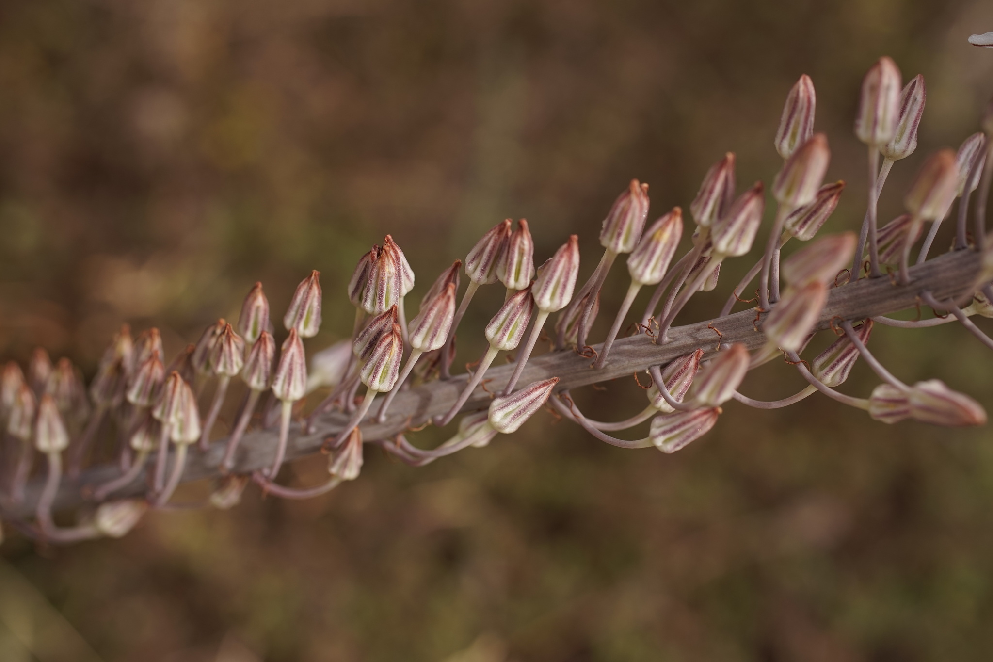 Photo of sea squill (3/10)