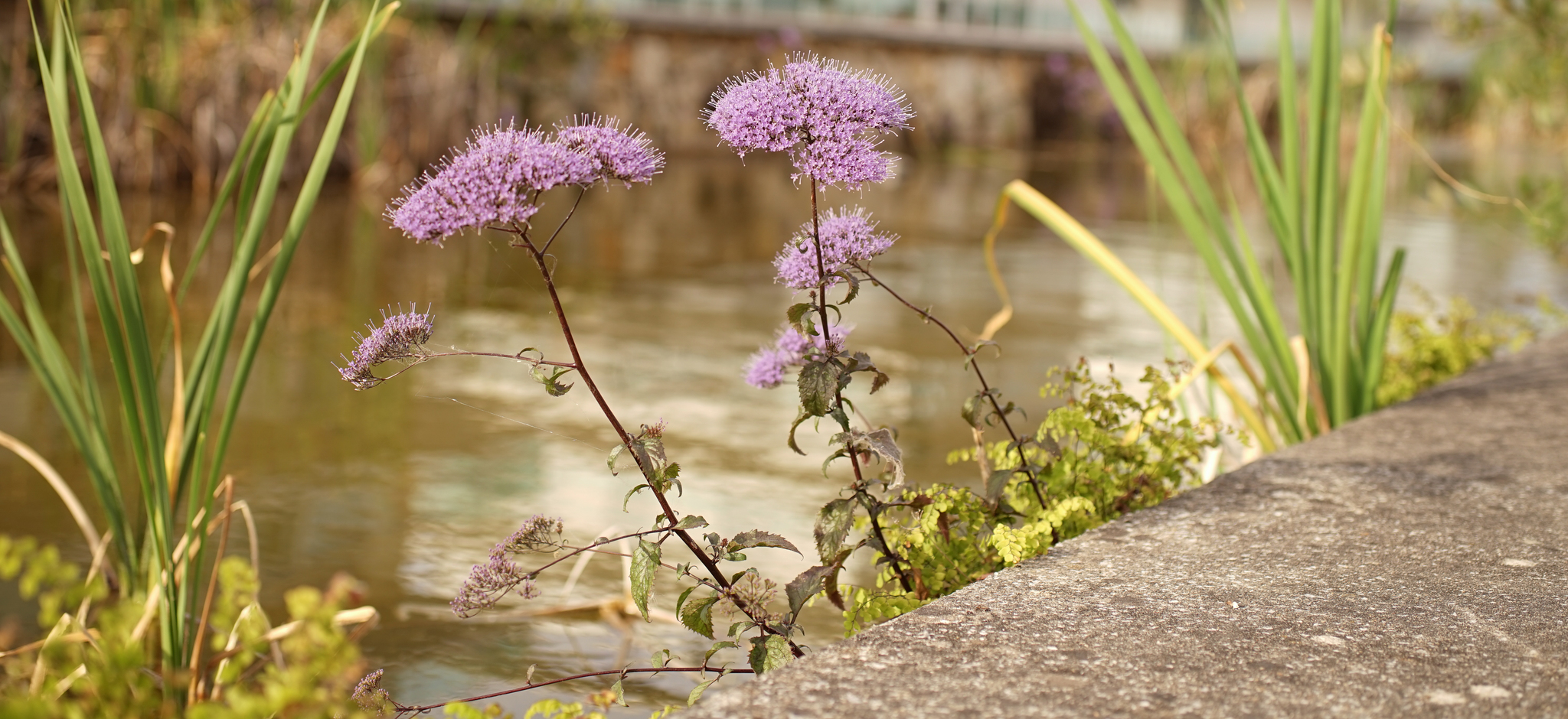 Photo of Throatwort (9/12)