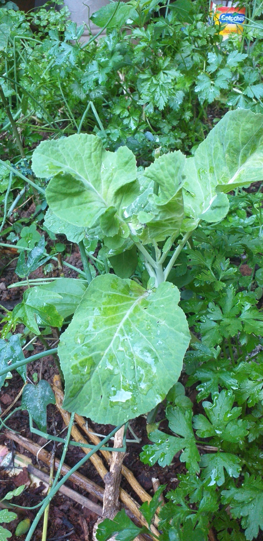 Photo of cabbage, broccoli, and allies (8/8)