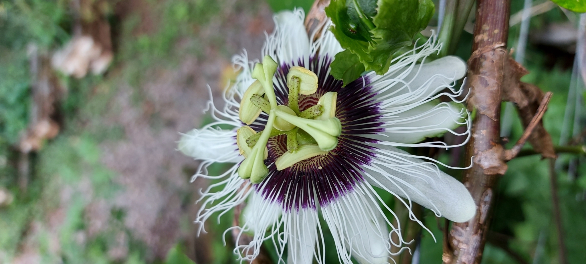 Photo of Yellow passionfruit (4/12)