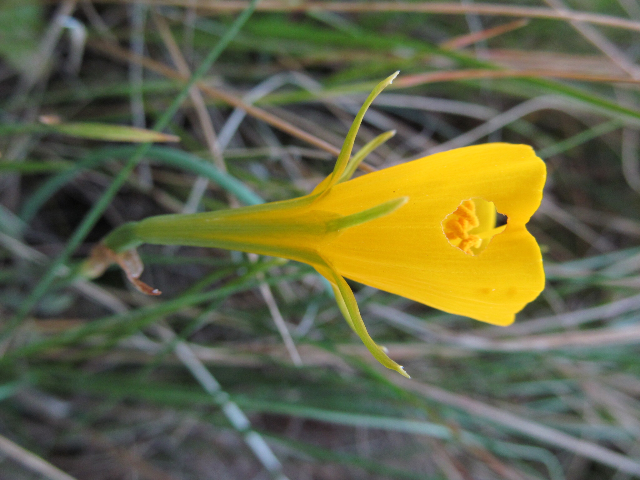 Photo of hoop-petticoat daffodil (4/12)