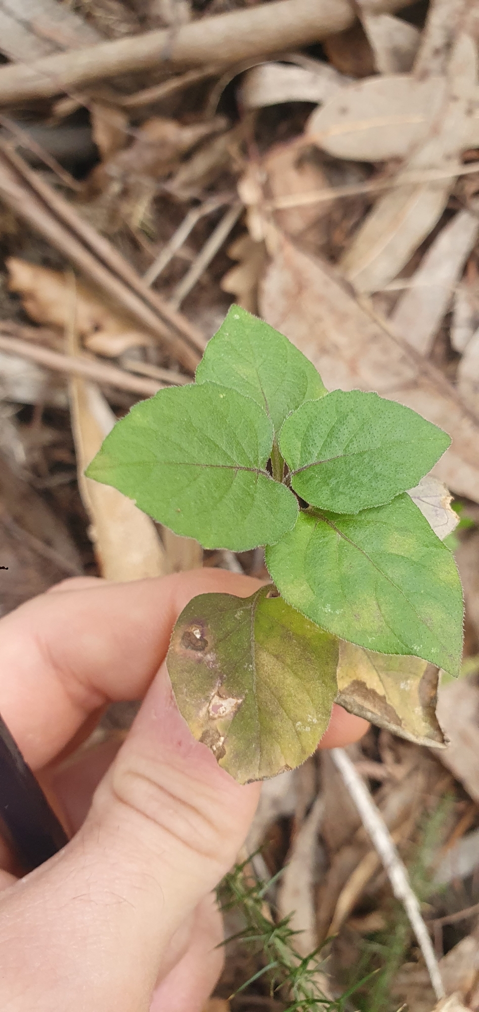 Photo of black nightshade (10/12)