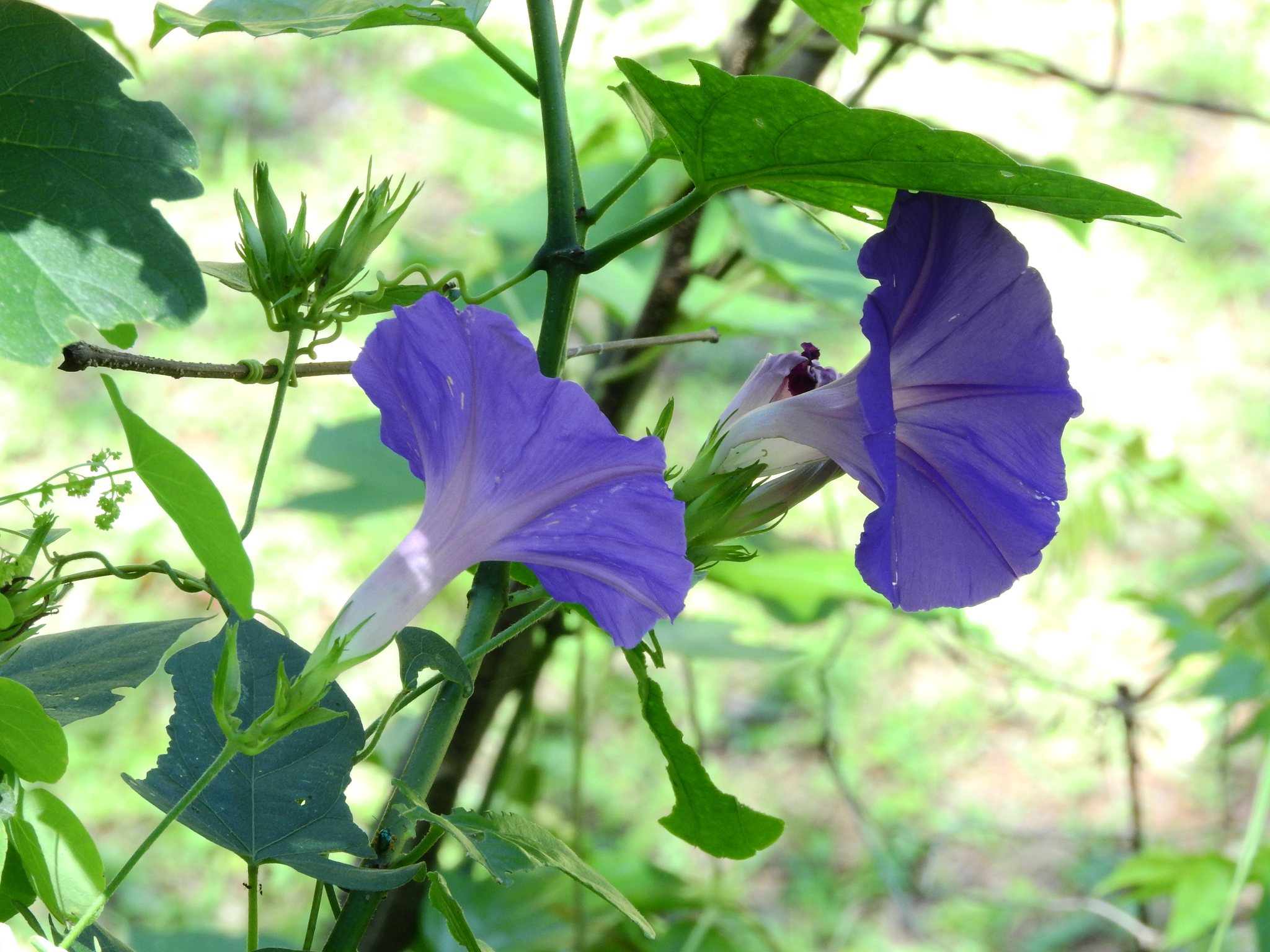 Photo of oceanblue morning glory (6/8)