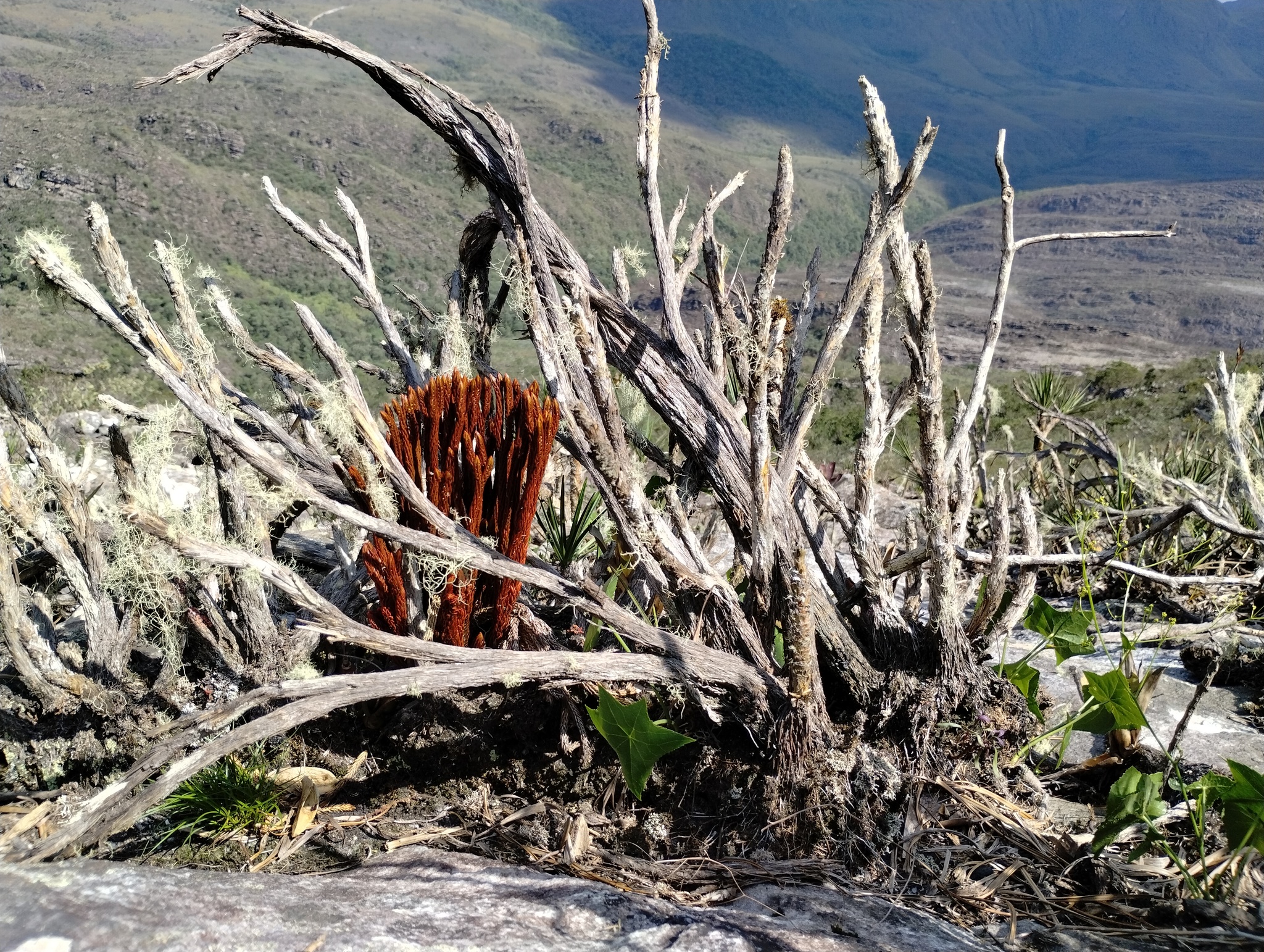 Photo of Phlegmariurus ruber (11/12)