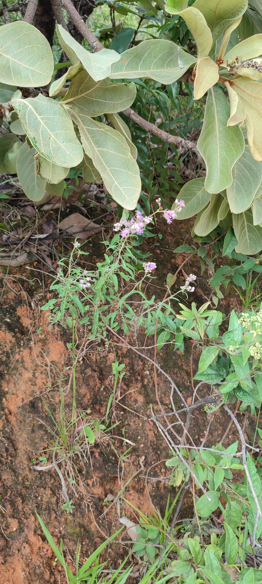 Photo of Ageratum fastigiatum (9/12)