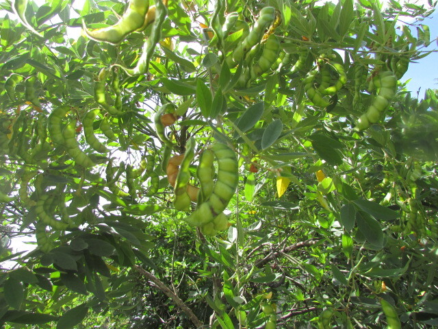 Photo of Fabaceae (6/6)