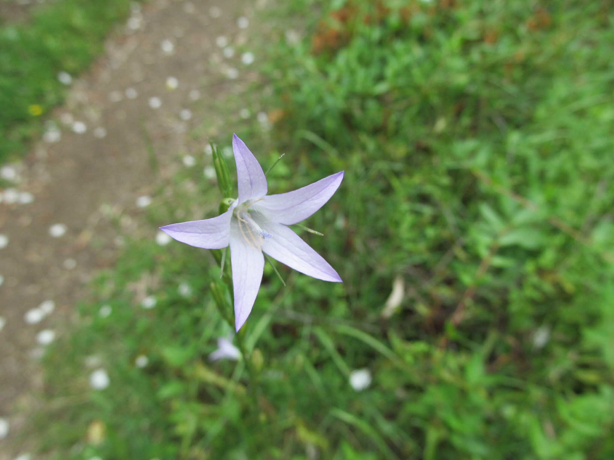 Photo of Rampion (10/12)