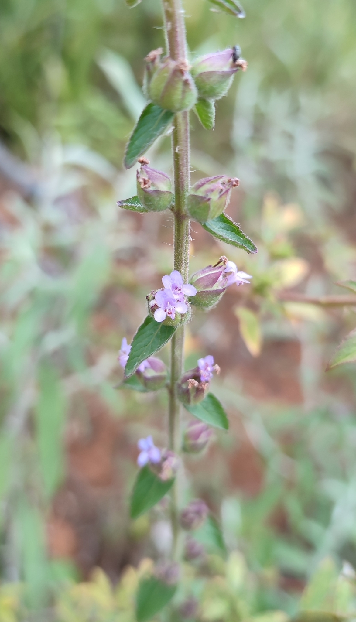 Photo of Oocephalus oppositiflorus (3/12)