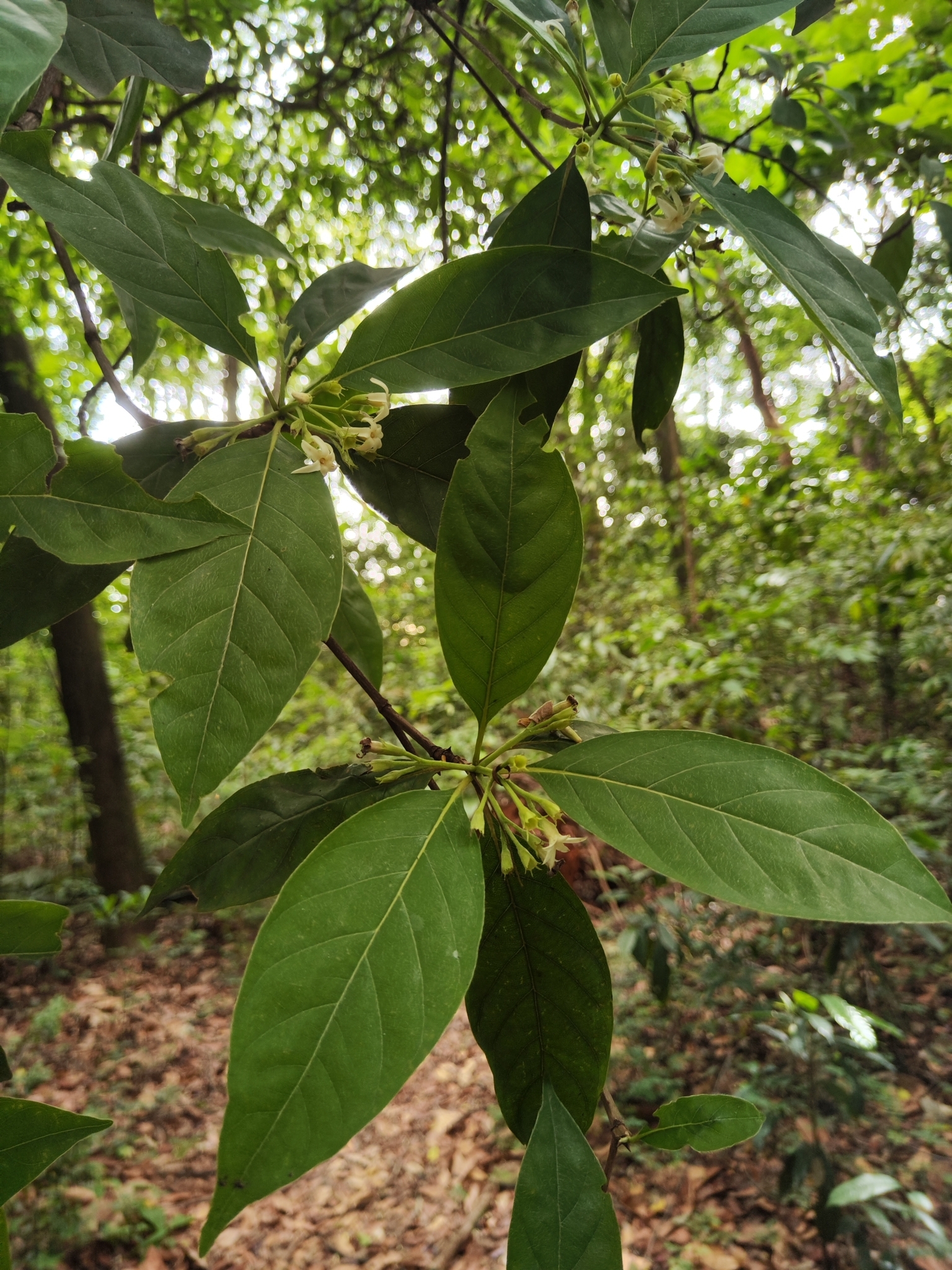 Photo of Rubiaceae (5/7)