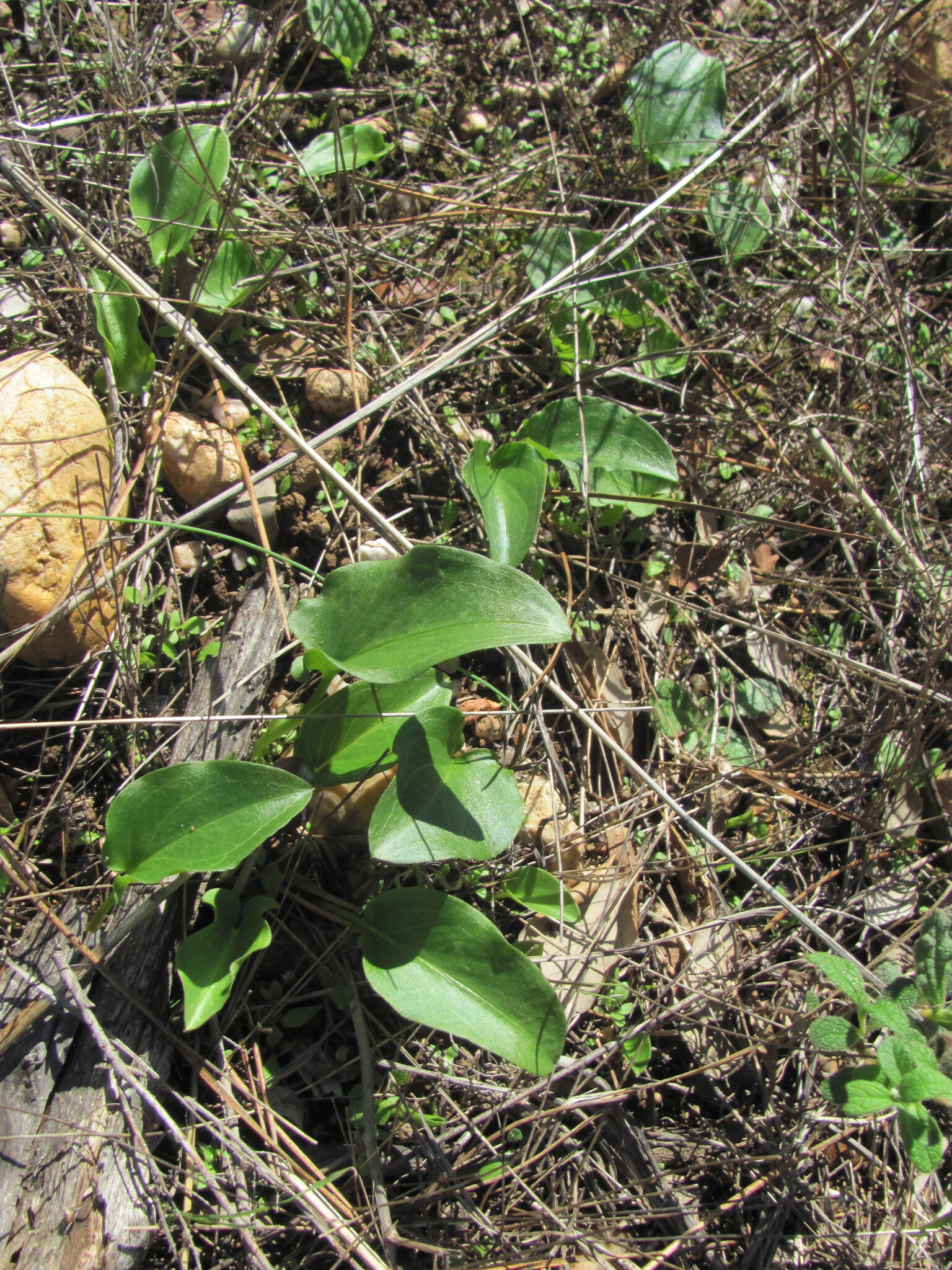 Photo of Arisarum simorrhinum (6/12)
