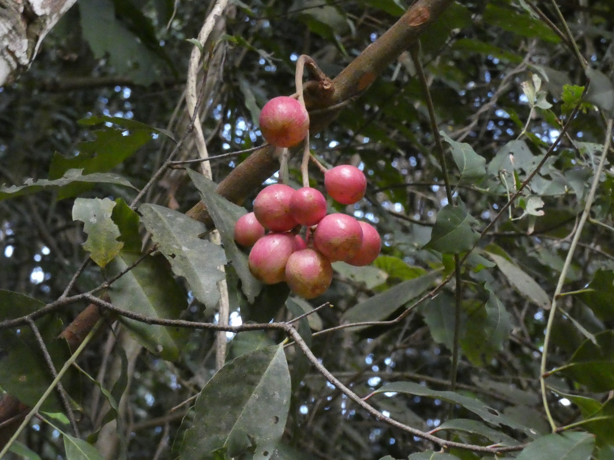 Photo of Cabralea canjerana (7/12)