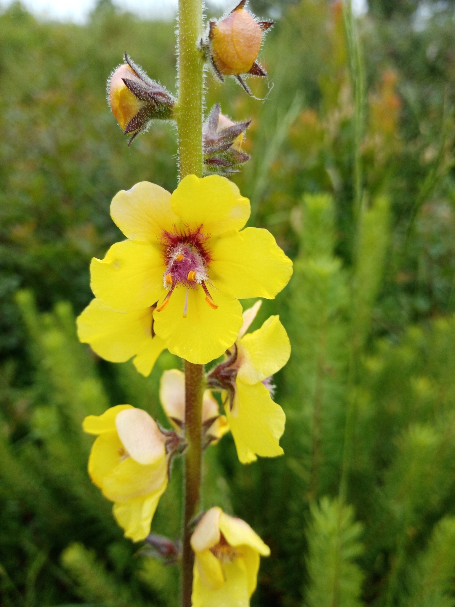 Photo of Wand Mullein (5/8)