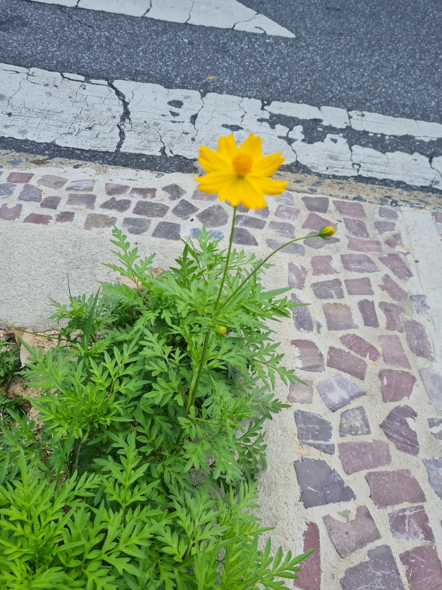Photo of Yellow Cosmos (9/12)