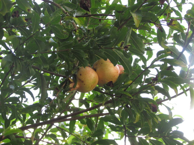 Photo of pomegranate (1/6)