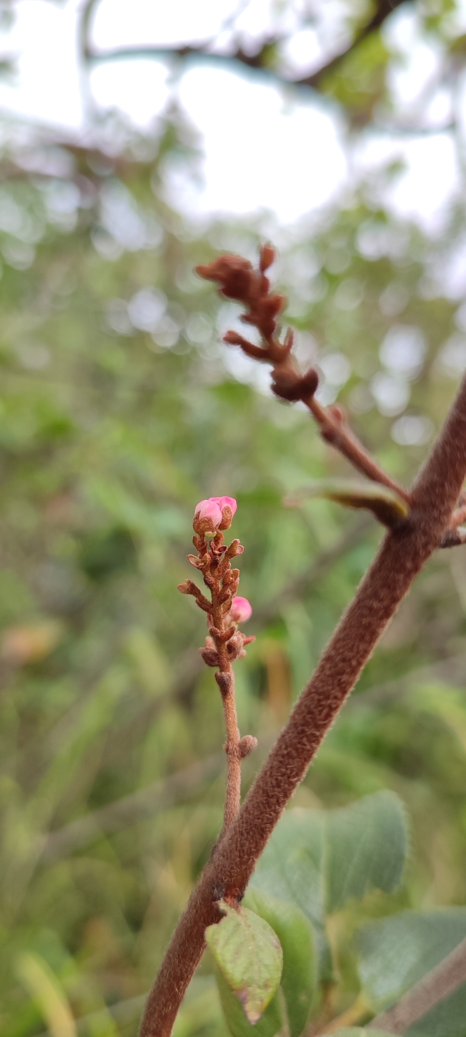 Photo of Heteropterys campestris (12/12)