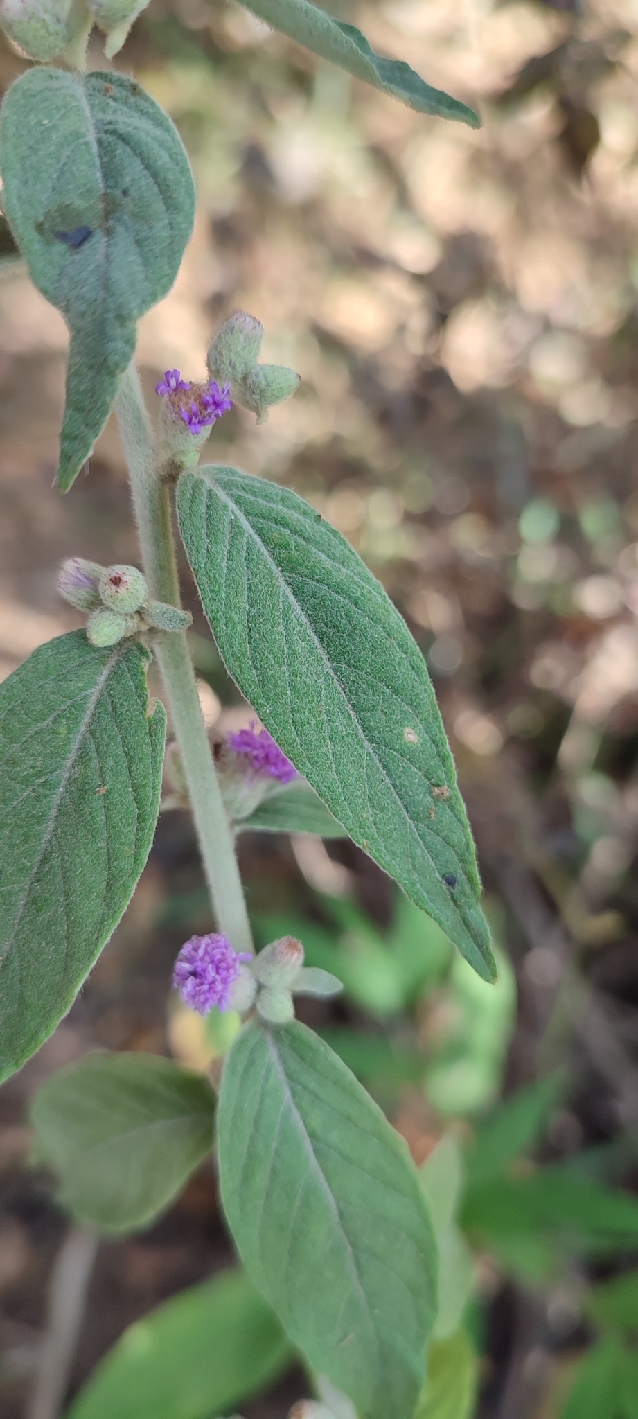 Photo of Lepidaploa chamissonis (12/12)