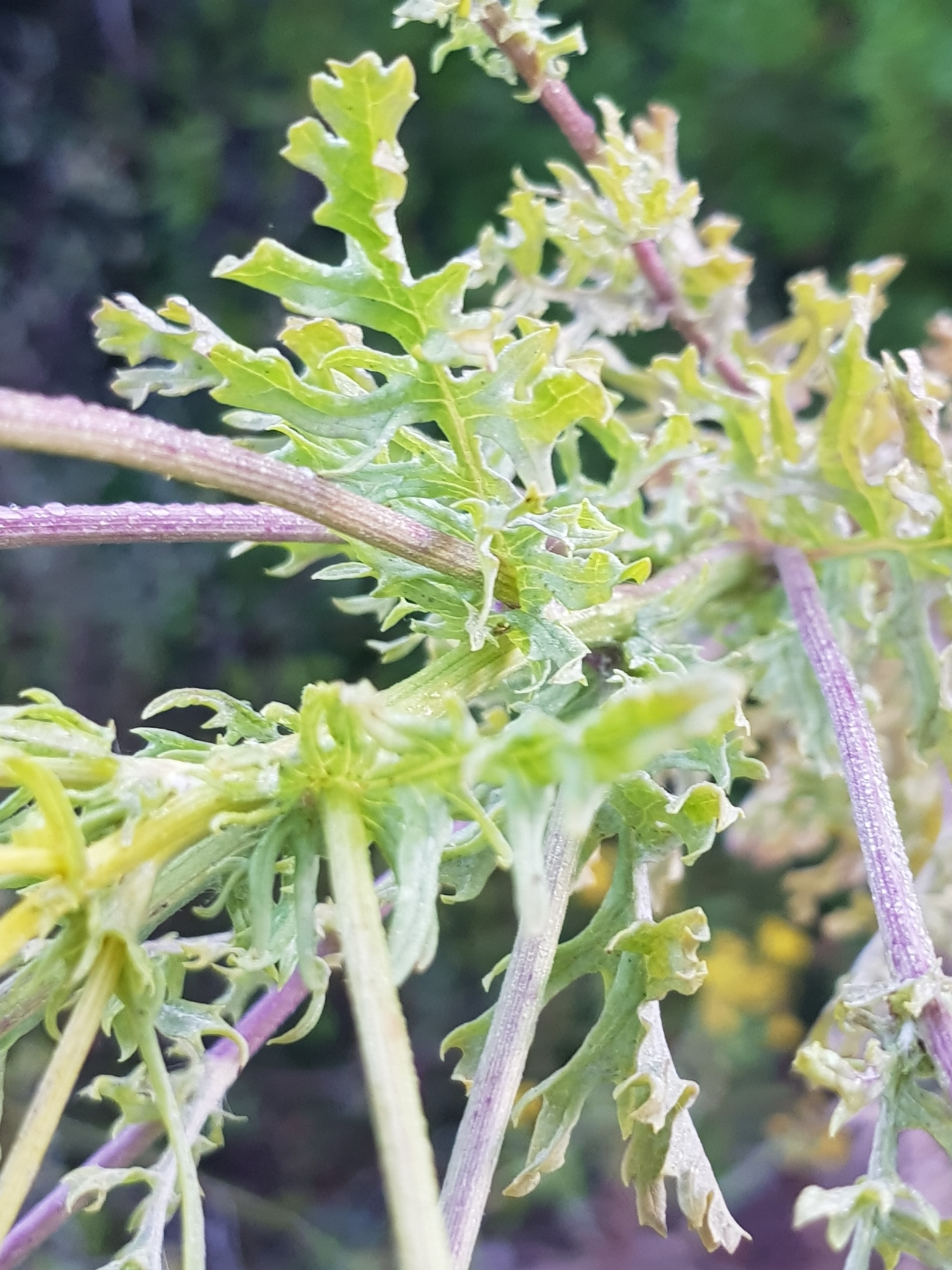 Photo of ragwort (1/9)