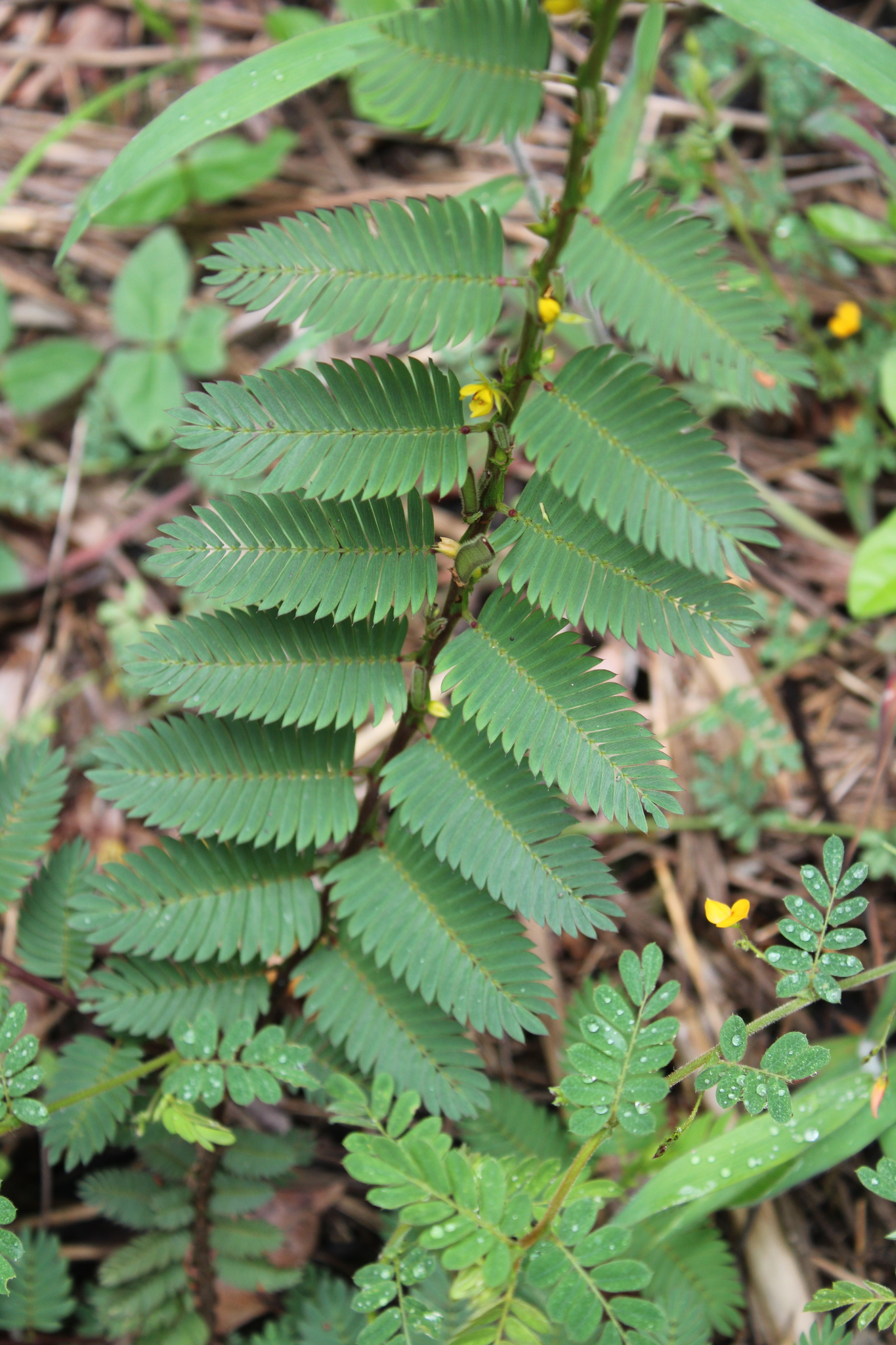 Photo of Chamaecrista (4/9)