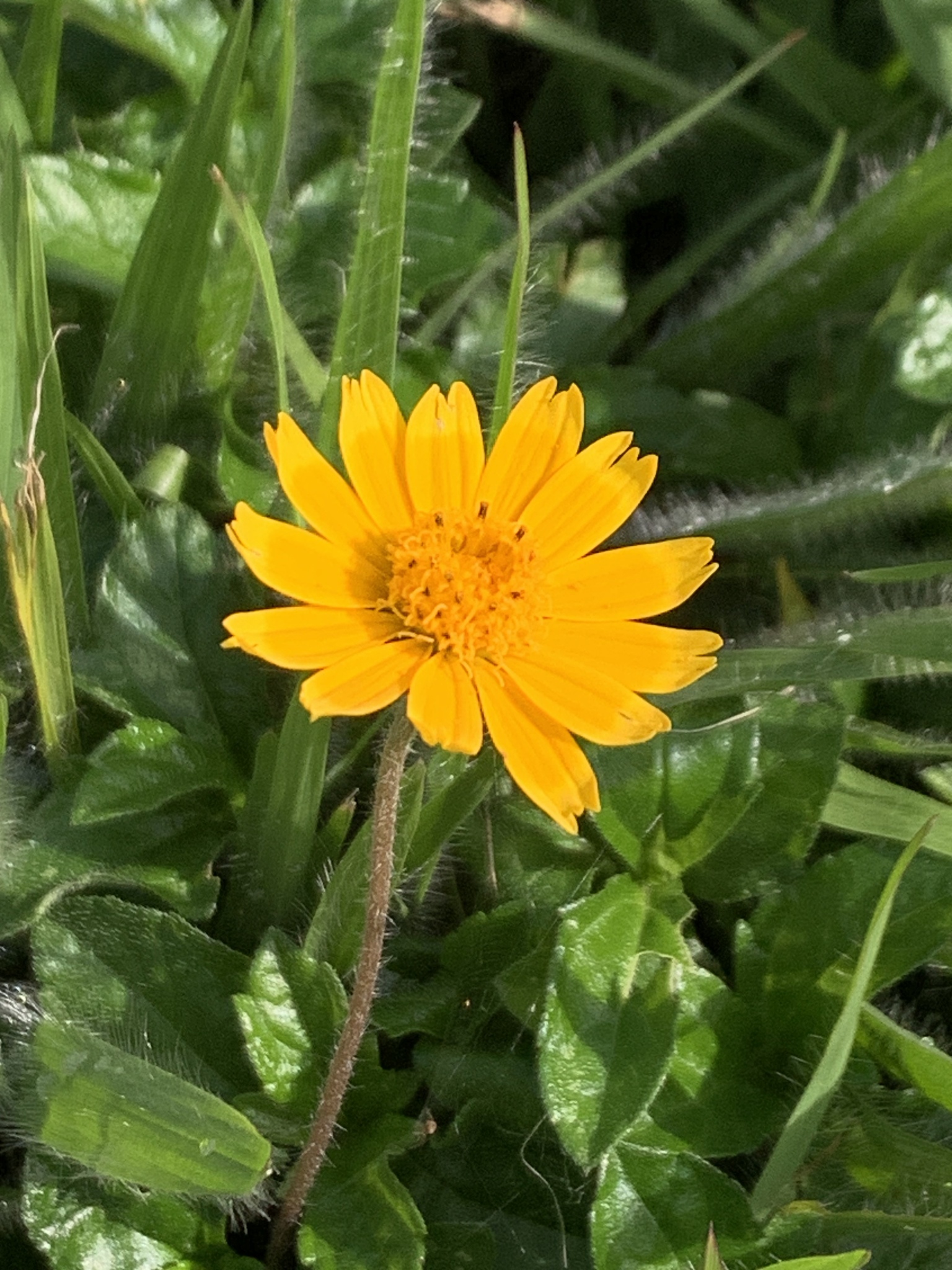 Photo of Trailing Daisy (10/11)