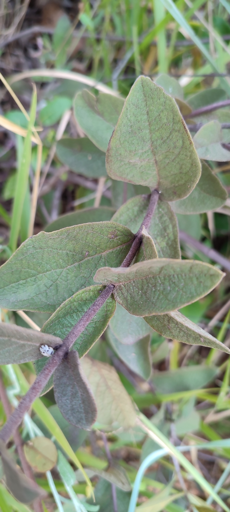 Photo of Heteropterys campestris (8/12)