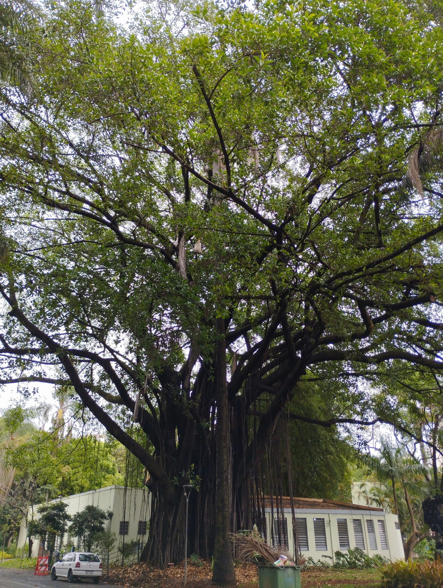 Photo of rubber plant (5/10)