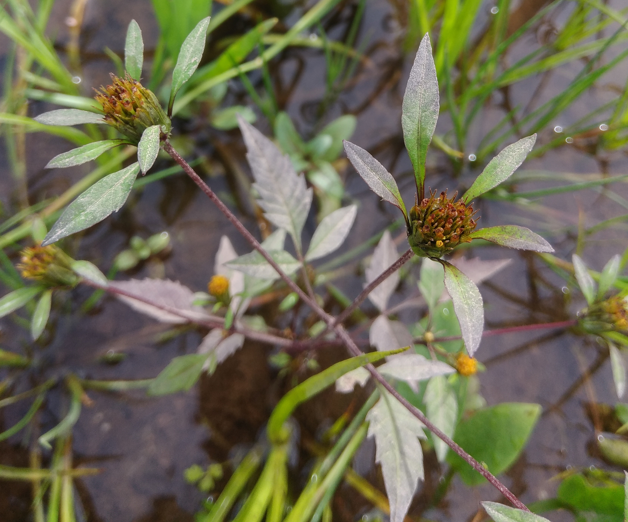 Photo of Devil's Beggarticks (8/11)