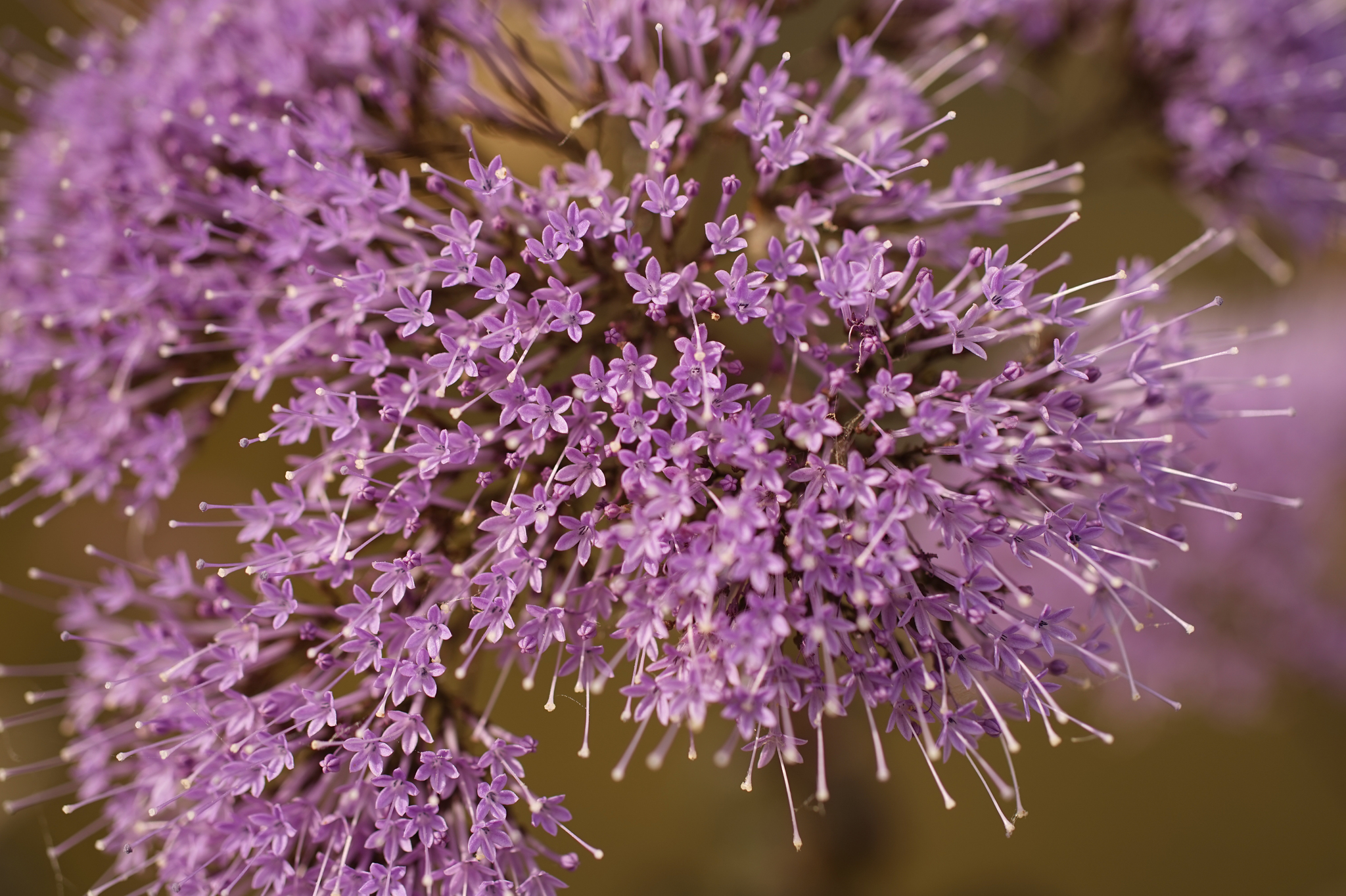 Photo of Throatwort (6/12)