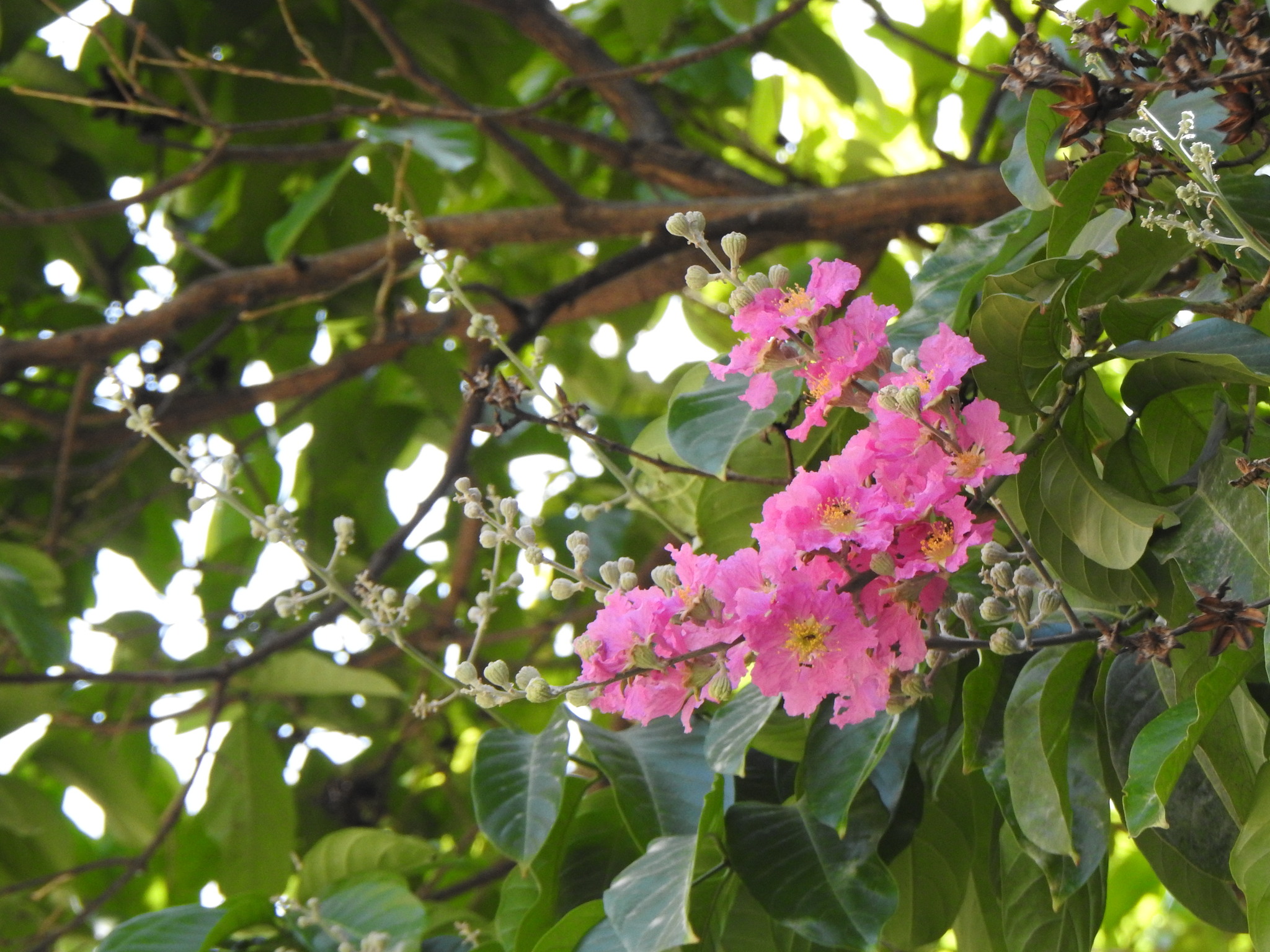 Photo of Giant Crepe-myrtle (2/7)