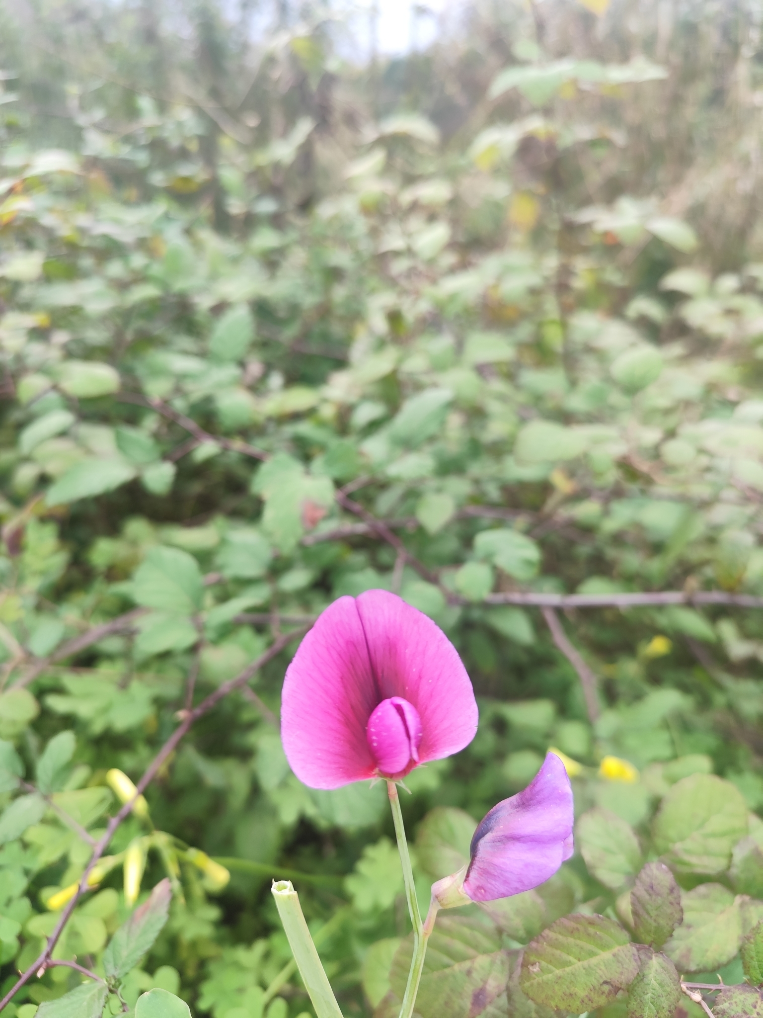 Photo of Tangier Pea (10/12)