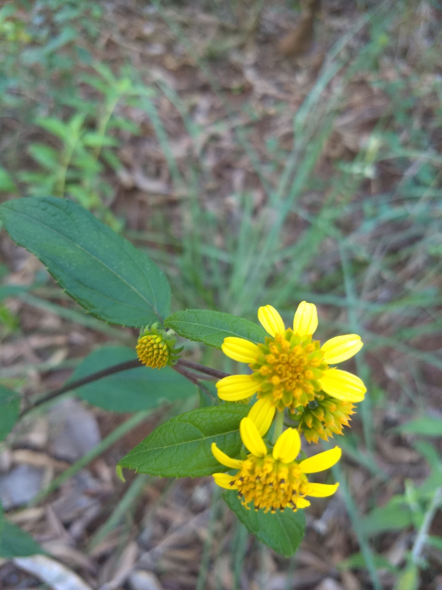 Photo of Tilesia baccata (3/12)