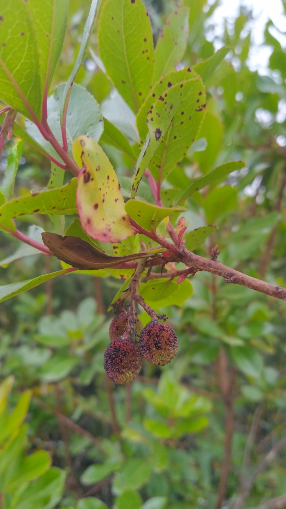 Photo of strawberry tree (3/10)