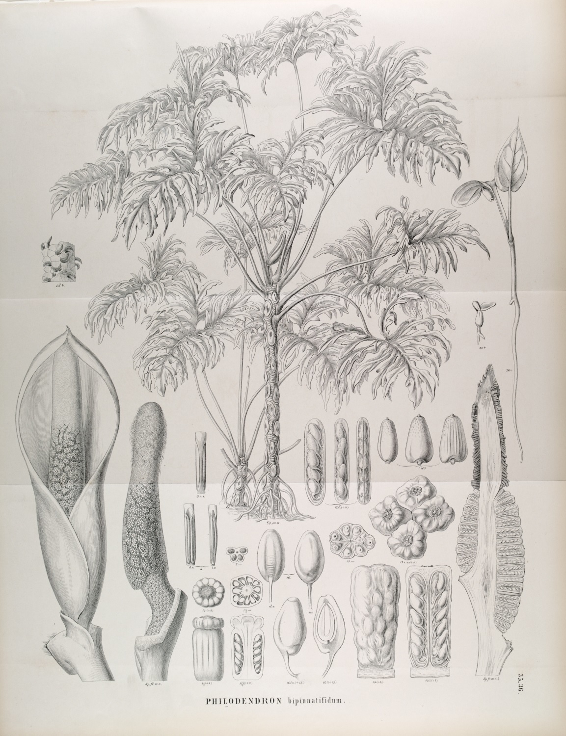 Photo of Tree Philodendron (2/7)