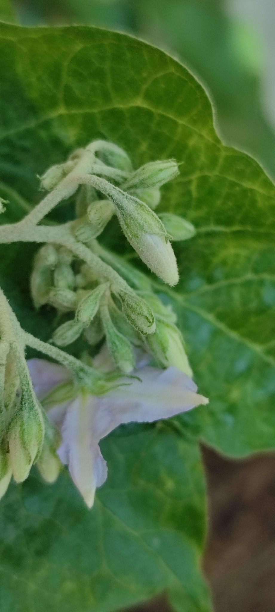 Photo of Solanum paniculatum (5/13)