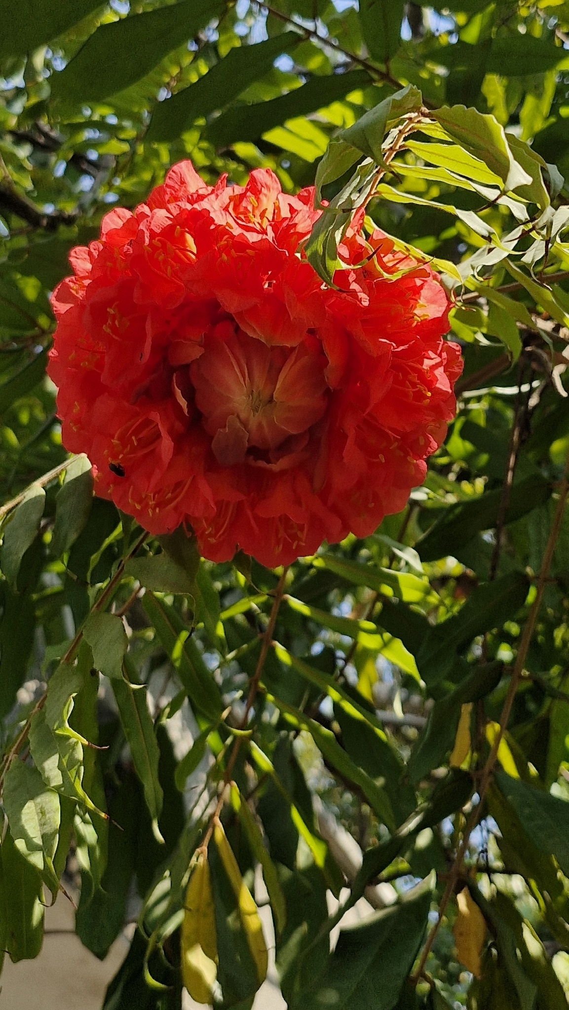 Photo of Rose of Venezuela (2/10)