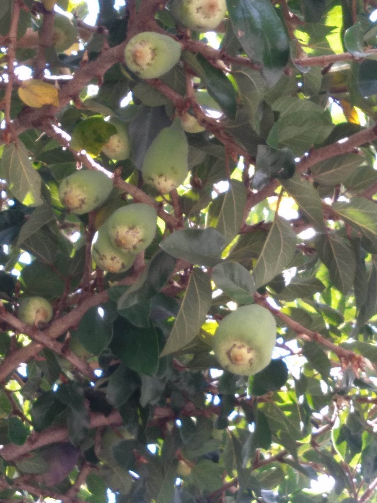Photo of Climbing fig (3/6)