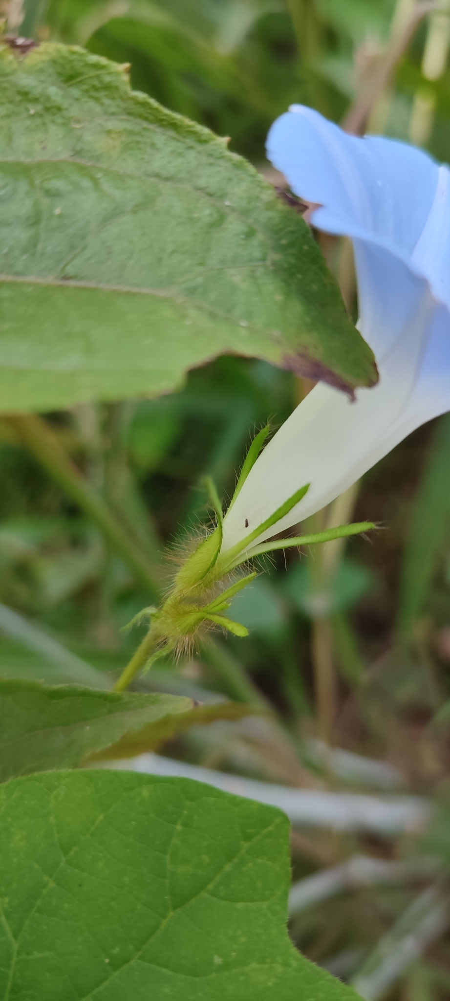 Photo of Japanese morning glory (2/12)