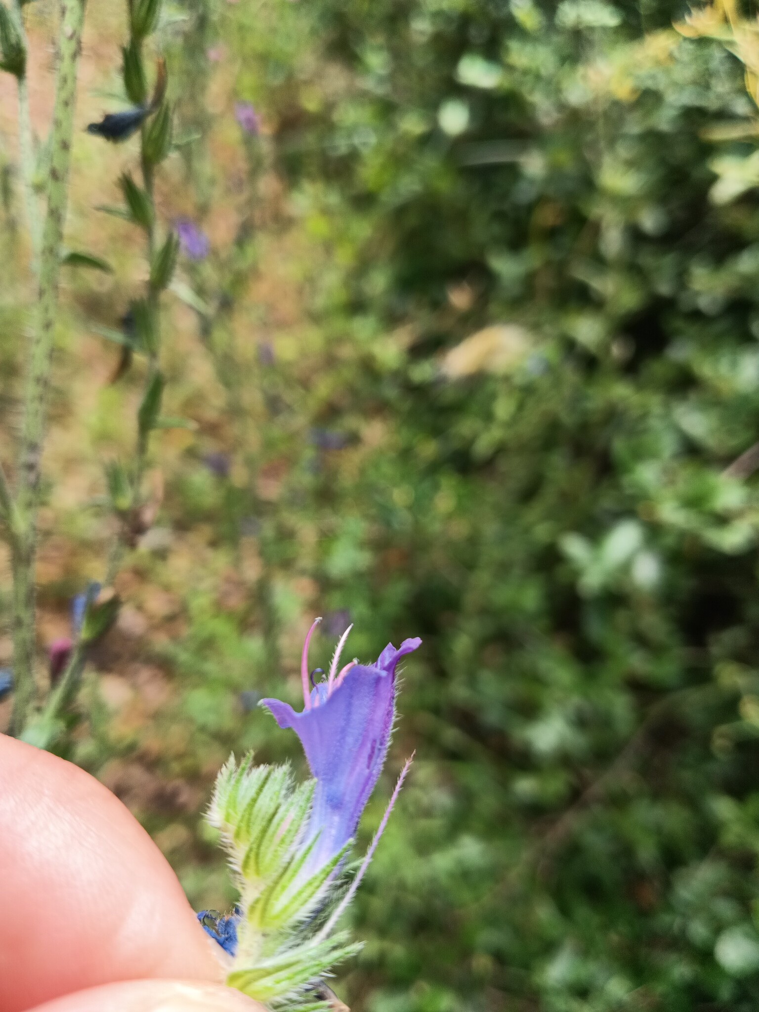 Photo of Echium tuberculatum (3/12)